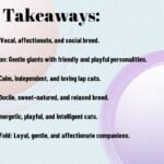 Discover The Personality Traits Of Popular Cat Breeds