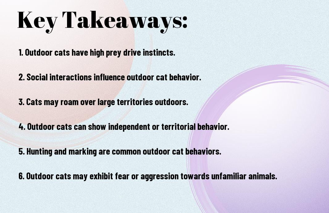 Understanding The Behaviors Of Outdoor Cats