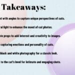 Exploring Different Styles Of Cat Photography