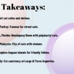 Cat Lover's Paradise – The Best Destinations For Cat Enthusiasts