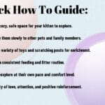 How To Help Your Kitten Adjust To Their New Environment