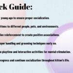 The Importance Of Kitten Socialization - A Comprehensive Guide The Importance Of Kitten Socialization – A Comprehensive Guide